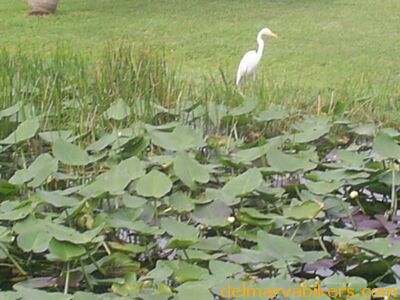 cruse06244.jpg