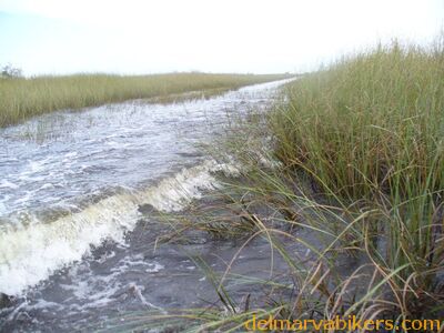 cruse2006354.jpg