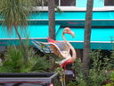 cr06619.JPG