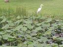 cruse06244.jpg