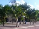 cruse2006156.jpg