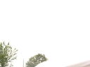 vf0214.jpg