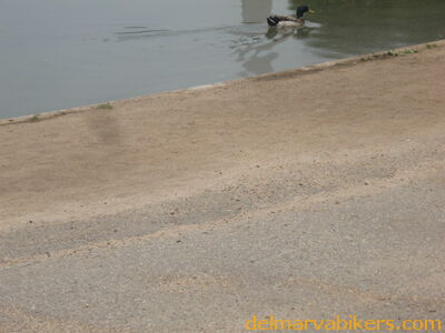 IMG_1229.JPG