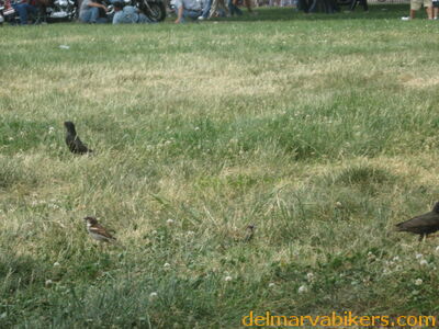 IMG_1287.JPG