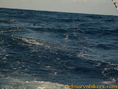 ECBC2007_138.jpg