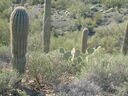 Filename=S6300119.JPG
Filesize=236KiB
Dimensions=1024x768
Date added=Sep 19, 2026 S6300119.JPG