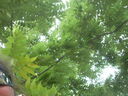 Filename=DSCN2289.JPG
Filesize=113KiB
Dimensions=640x480
Date added=Sep 20, 2026 DSCN2289.JPG