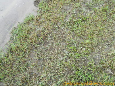 DSCN0517.JPG